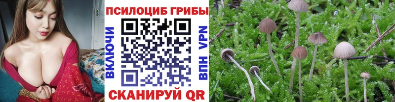 Псилоцибиновые грибы Psilocybe Бикин